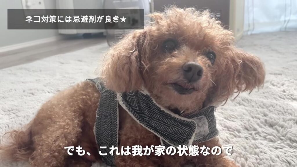 猫よけ忌避剤をまいた後も元気な我が家のトイプードル