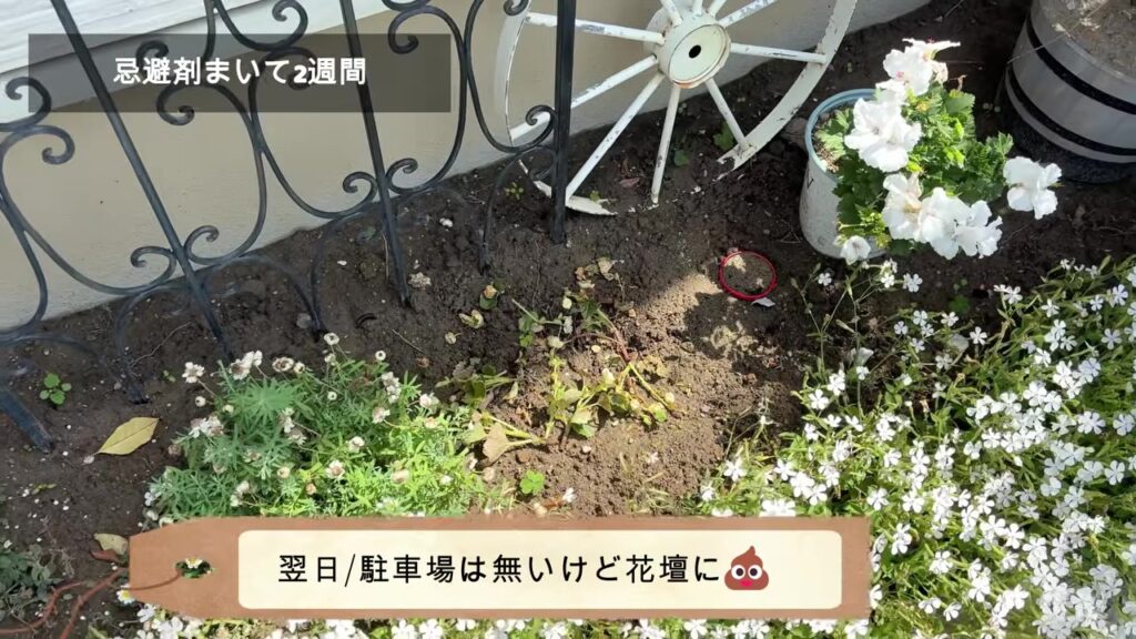 猫よけ忌避剤をまいた翌日 フンが花壇に移った