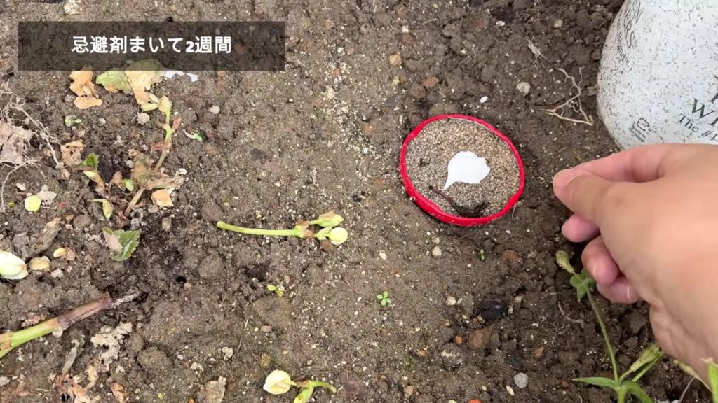 花壇の猫のフン対策 ジャムの蓋に忌避剤を入れて置く