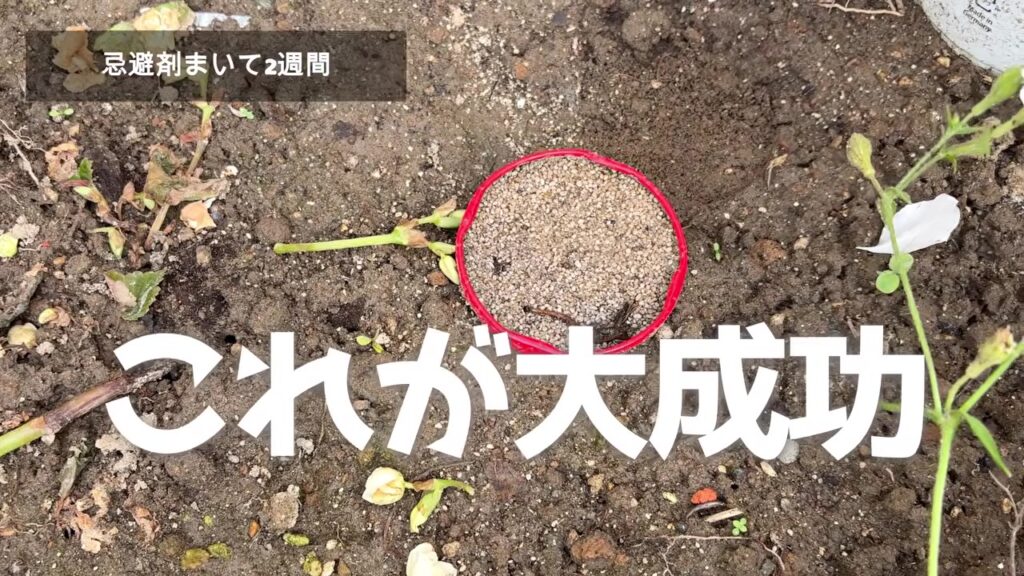 ジャムの蓋に入れた猫よけ忌避剤が大成功
