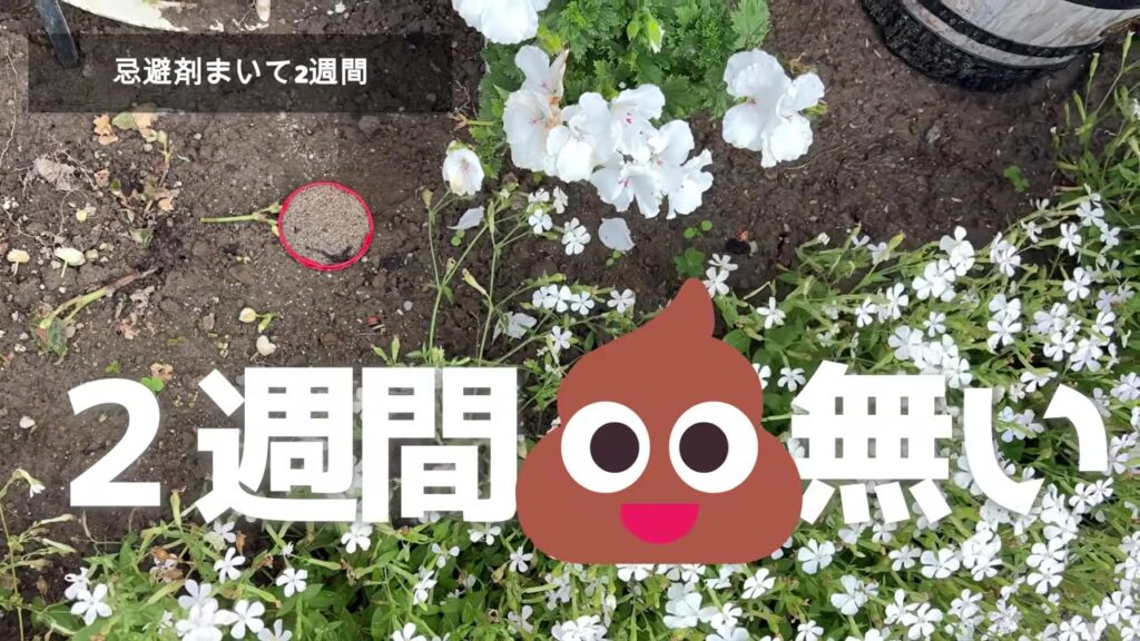 猫よけ忌避剤をまいて2週間 花壇にフンが無い