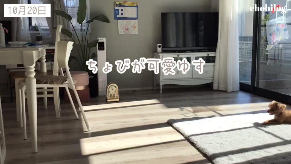 日差しの中でひなたぼっこする愛犬ちょび