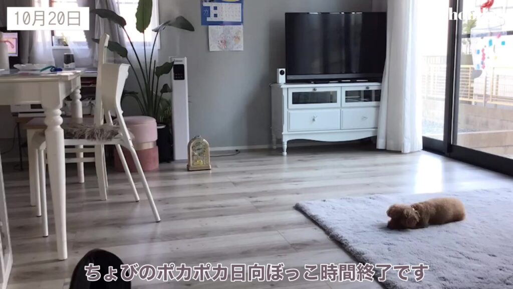 ひなたぼっこ時間が終わった愛犬ちょび
